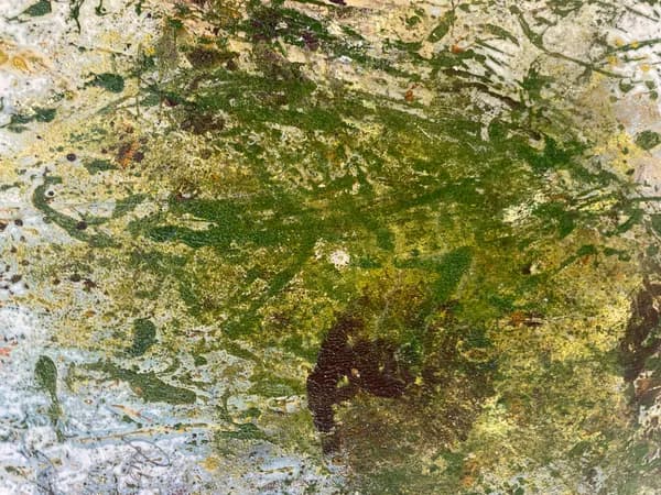 Colours of the Forest